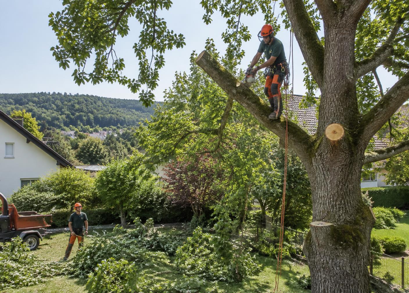 Gesicherter Baumarbeiter bei der Pflege einer Baumkrone